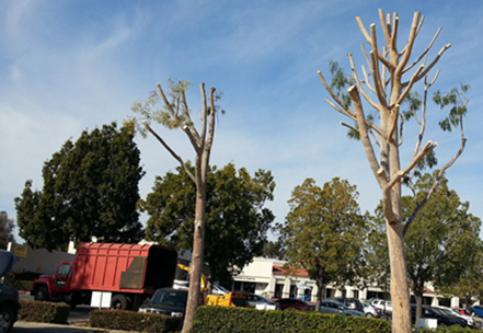Ghais-Commercial-California-Tree-Care-Maintenance-Services