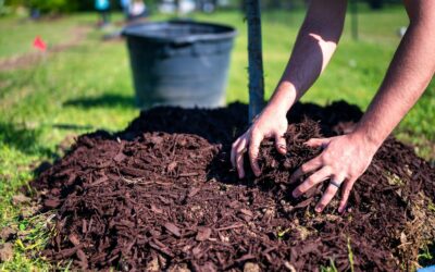 Save Water And Your Trees This Summer With Proper Mulching